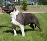 Daff - American Staffordshire Terrier M&acirc;le (1 an)