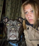 Bully - American Staffordshire Terrier (5 ans)