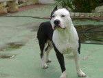 thor - American Staffordshire Terrier Mâle (3 ans)