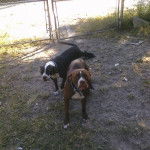 ruger n Affinity - American Staffordshire Terrier M&acirc;le (3 ans)