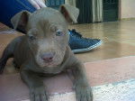 noa - American Staffordshire Terrier (4 mois)