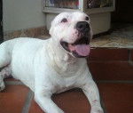 booby - American Staffordshire Terrier M&acirc;le (9 ans)