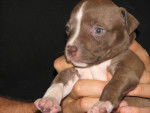 natalia - American Staffordshire Terrier (3 mois)