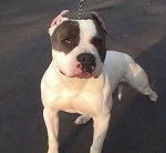 malik - American Staffordshire Terrier Mâle (2 ans)