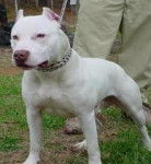 saphire - American Staffordshire Terrier M&acirc;le (2 ans)