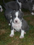 haya - American Staffordshire Terrier (3 mois)