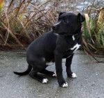 Tayla - American Staffordshire Terrier (5 mois)