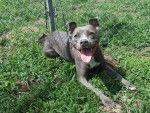 Addida - American Staffordshire Terrier (1 an)