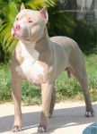 Arthon - American Staffordshire Terrier M&acirc;le (2 ans)