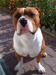 dinko - American Staffordshire Terrier M&acirc;le (3 mois)