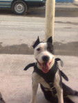 Luna - American Staffordshire Terrier (1 an)