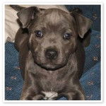 Blue - American Staffordshire Terrier (6 mois)