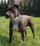 both - American Staffordshire Terrier M&acirc;le (2 ans)