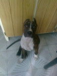 TAYSON - American Staffordshire Terrier M&acirc;le (1 an)