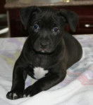 luna - American Staffordshire Terrier (4 mois)