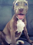 Name - American Staffordshire Terrier (6 mois)