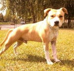 fakir - American Staffordshire Terrier M&acirc;le