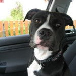 Thyson - American Staffordshire Terrier