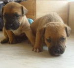tarli and boston - American Staffordshire Terrier (1 mois)