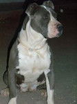 laica - American Staffordshire Terrier (1 an)
