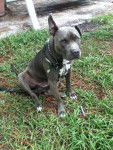 Blue - American Staffordshire Terrier M&acirc;le (2 ans)