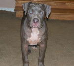 turco - American Staffordshire Terrier M&acirc;le (4 mois)