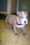 xéna bb - American Staffordshire Terrier (1 mois)