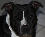 Dark Angel - American Staffordshire Terrier Mâle (4 ans)