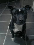 Jazzy - American Staffordshire Terrier (1 an)