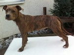 Skyla - American Staffordshire Terrier (6 mois)