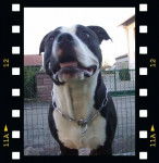 Ezor - American Staffordshire Terrier Mâle (4 ans)