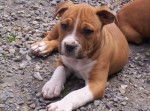 rod - American Staffordshire Terrier Mâle (11 mois)
