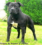 rocki - American Staffordshire Terrier M&acirc;le (10 mois)