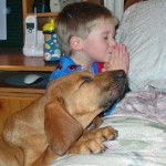 luter - American Staffordshire Terrier M&acirc;le (11 mois)