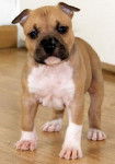 Trop craquant - American Staffordshire Terrier Mâle