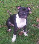 Hornet - American Staffordshire Terrier M&acirc;le (6 mois)