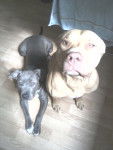 nala et xena - American Staffordshire Terrier (1 an)