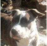 &eacute;lektra du clos bayonnais - American Staffordshire Terrier (7 mois)