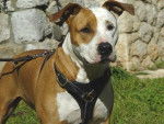 Junior - American Staffordshire Terrier Mâle (1 an)