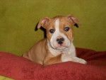 Akira(pequeña) - American Staffordshire Terrier (3 mois)