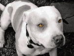 akira - American Staffordshire Terrier (1 an)