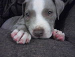 My new dog "Barton" - American Staffordshire Terrier Mâle (7 mois)