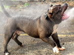 bra'tac - American Staffordshire Terrier Mâle (1 an)