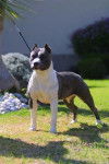 Clint - American Staffordshire Terrier Mâle (6 ans)