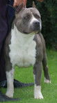 Clint - American Staffordshire Terrier Mâle (6 ans)