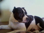 outlaw - American Staffordshire Terrier (9 ans)