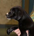 Millie Bay =) - American Staffordshire Terrier (8 mois)