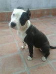rey - American Staffordshire Terrier M&acirc;le (7 mois)