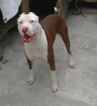 kyra - American Staffordshire Terrier (1 an)