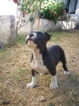 catz - American Staffordshire Terrier (8 mois)